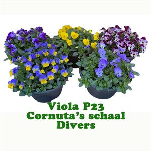 Bild von Viola P23 Schaal diverse kleuren